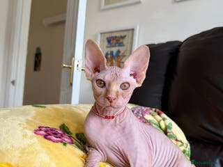 Sphynx cats Luna is looking for forever home - Advert 10