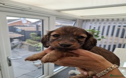 Miniature Dachshund dogs for sale: Mini L/H Dachshund boys - Image 7