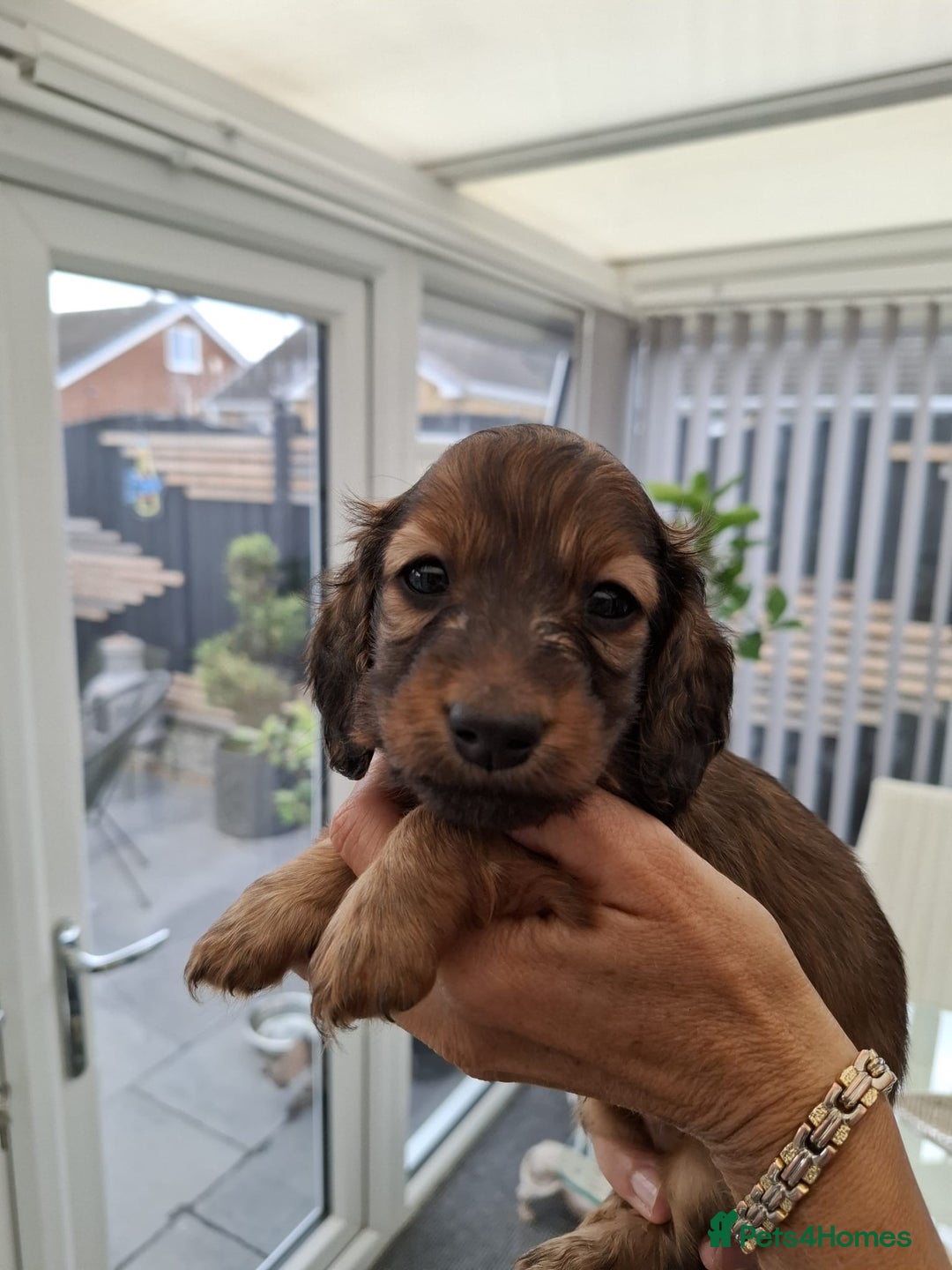 Miniature Dachshund dogs for sale: Mini L/H Dachshund boys - Image 7