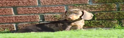 Dachshund dogs for sale: MINIATURE DACHSHUND PUPPIES FOR SALE - Advert 5