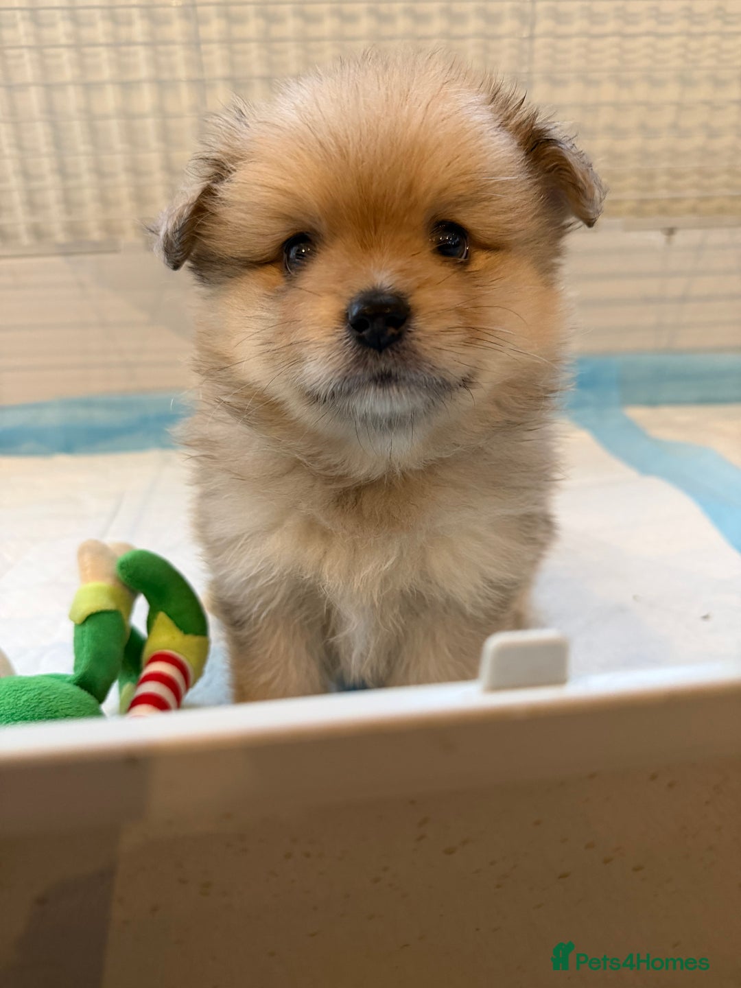 Pomeranian dogs for sale: Pomeranian puppy’s  - Advert 15