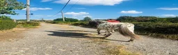 Riding pony horses for sale: Mowgli - British Spotted Pony  in Sittingbourne - Advert 3