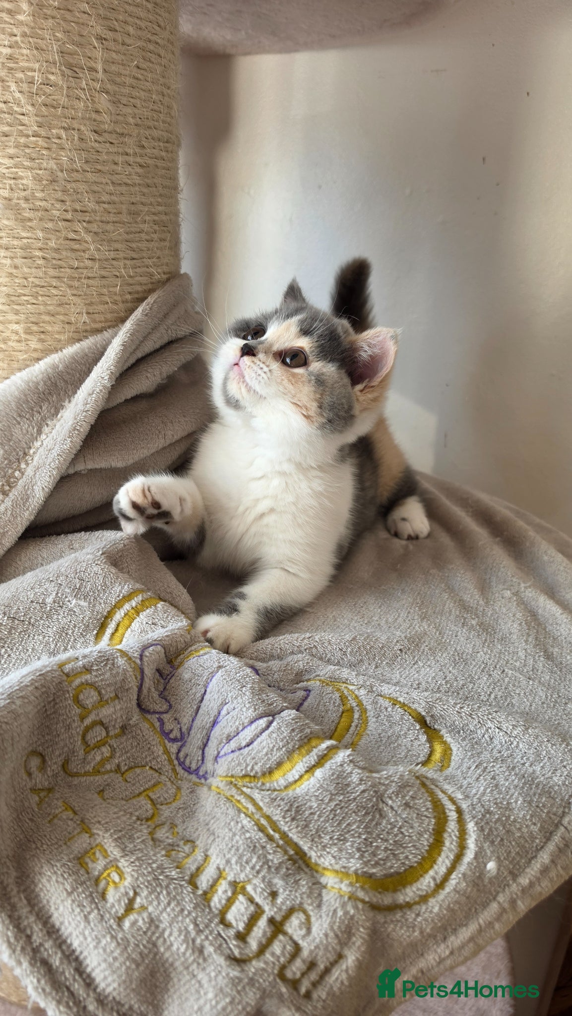 British Shorthair cats Blue tortie and white British Shorthair - Advert 8