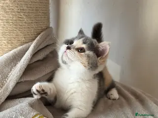 British Shorthair cats Blue tortie and white British Shorthair - Advert 2