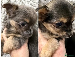 Chihuahua dogs Rare blue tan x1,black tri x1, LC chihuahua female - Advert 13