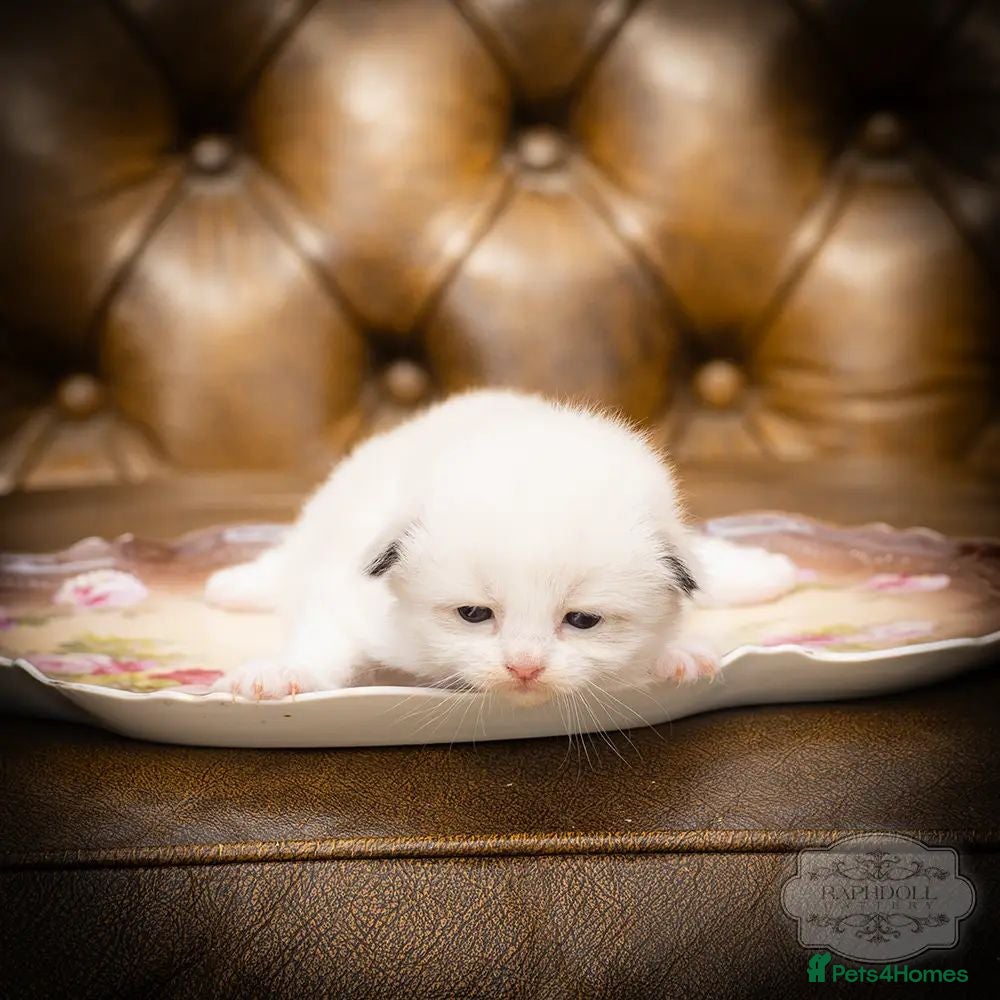 Ragdoll cats Stunning Ragdoll Kitten Boy LSEA 94% Purity! - Advert 2