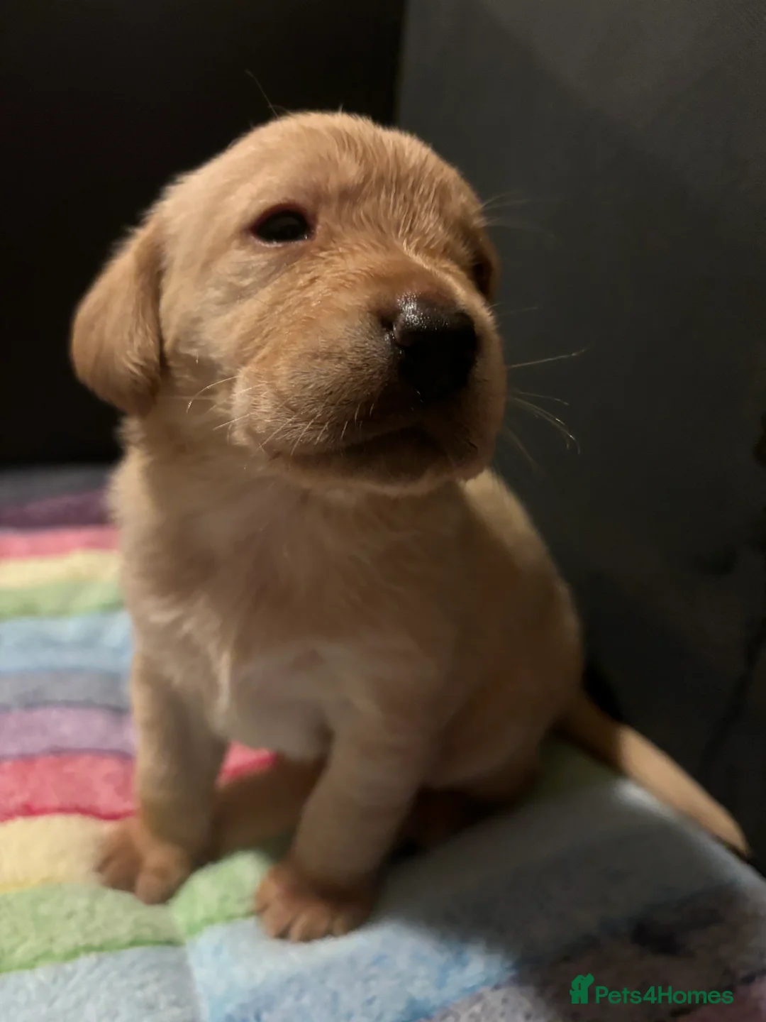 Labrador Retriever dogs for sale: Lovely litter of KC registered working labradors - Advert 9