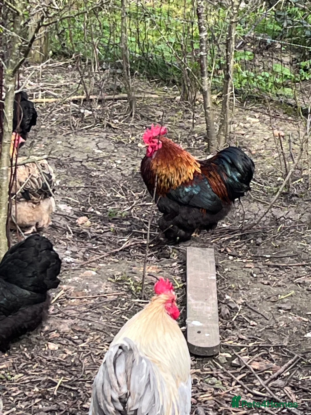 Chickens poultry for sale: 4 pekin bantam cockerels ready to go now  - Advert 2