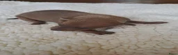 Italian Greyhound dogs for sale: KC REGISTERED ITALIAN GREYHOUND PUPPIES  in Oldham - Advert 12