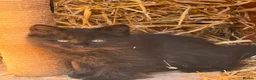 Mixed Breed cats for sale: Kittens  in Glenrothes - Advert 10