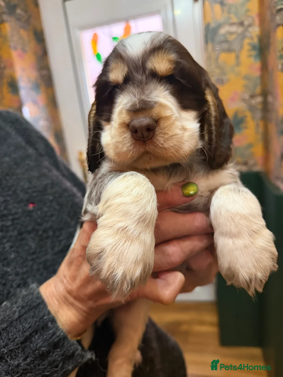 Cocker Spaniel dogs for sale: Show cocker spaniel pups - Advert 1