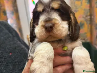 Cocker Spaniel dogs Show cocker spaniel pups - Advert 6