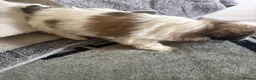 Shih Tzu dogs for sale: 5 Shih Tzu puppies  - Advert 13