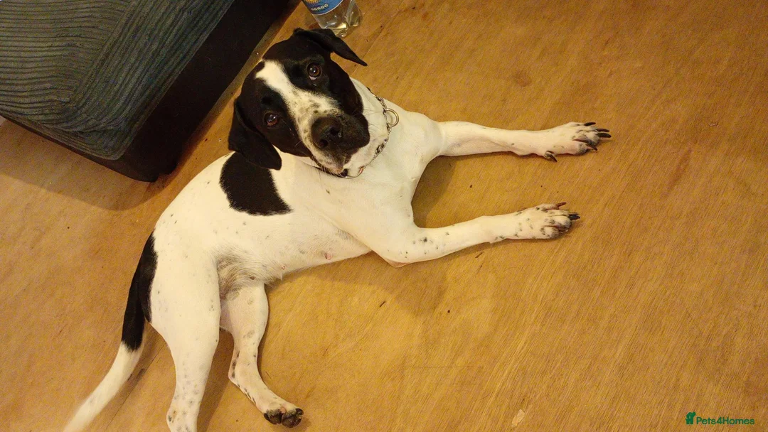 Mixed Breed dogs for sale: Bulldog cross spaniel in Melksham - Advert 1