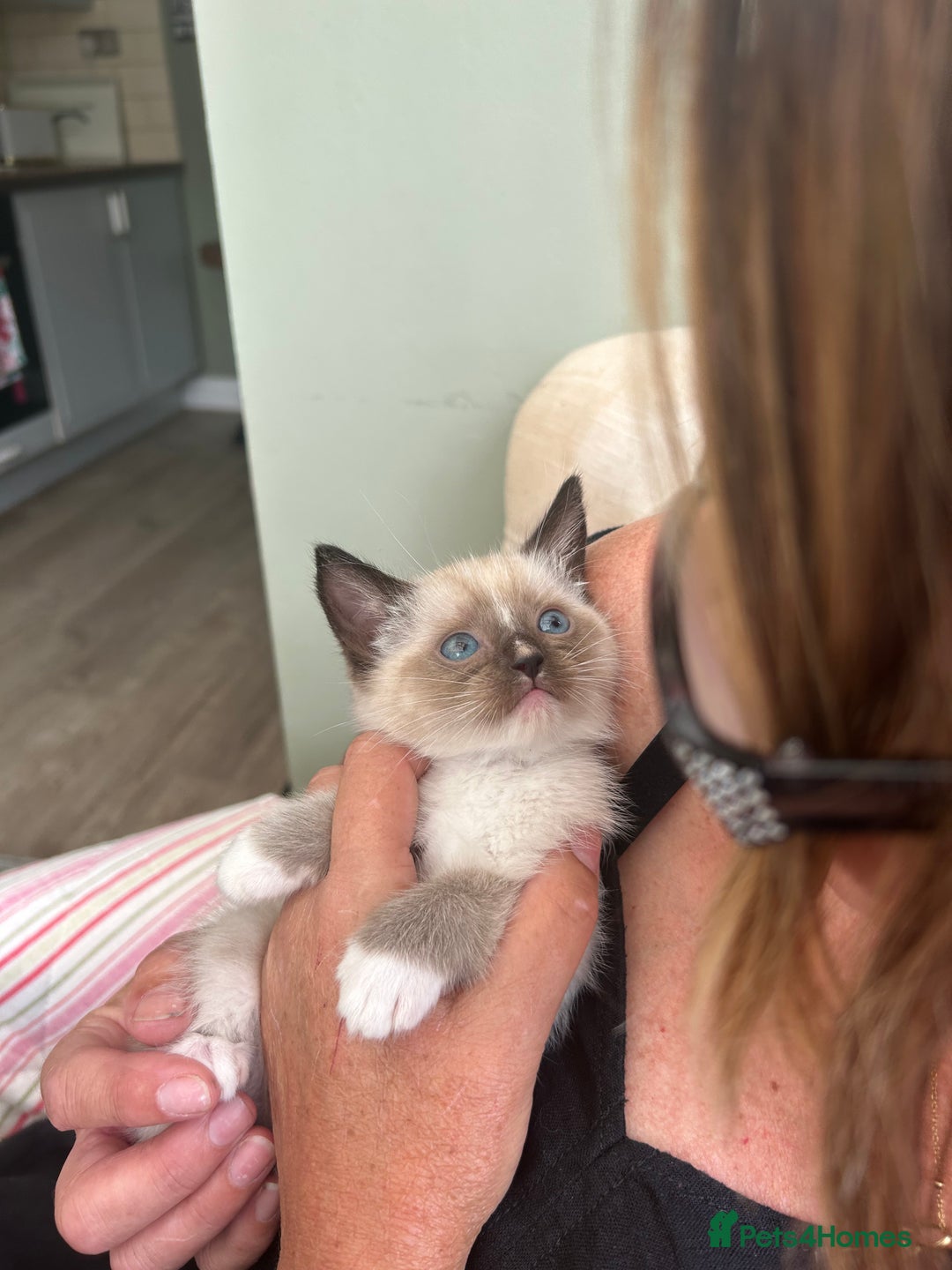 Ragdoll cats for sale: GCCF Ragdoll-Mix Kittens – Rare & Longhaired 🐾 - Image 1