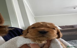 Cocker Spaniel dogs for sale: KC Sable show type Cocker spaniel puppies - Image 6
