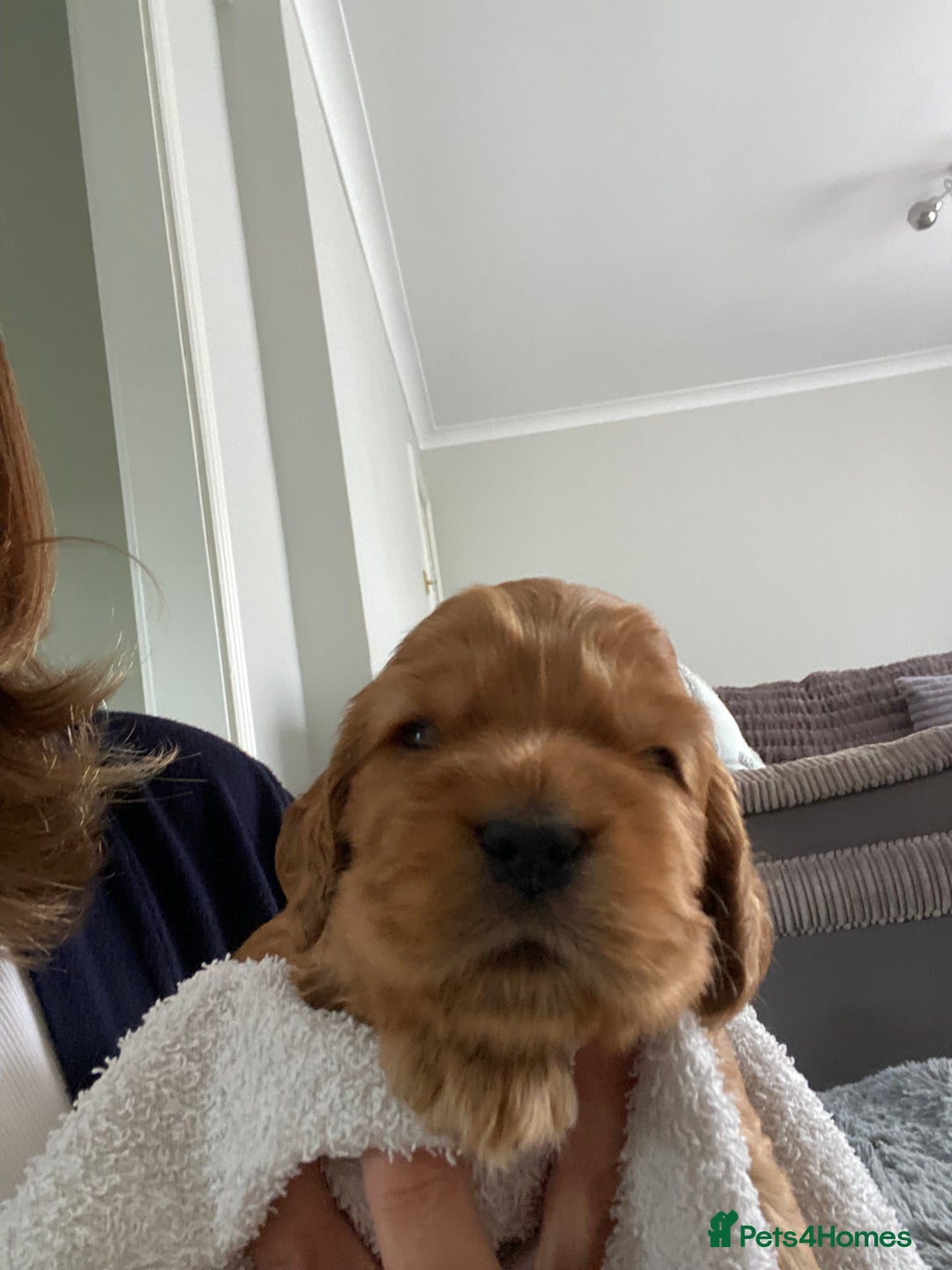 Cocker Spaniel dogs for sale: KC Sable show type Cocker spaniel puppies - Image 6