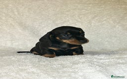 Miniature Dachshund dogs for sale: Photo's do not do this litter justice - Image 5