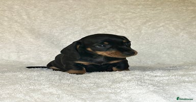 Miniature Dachshund dogs - Advert 3