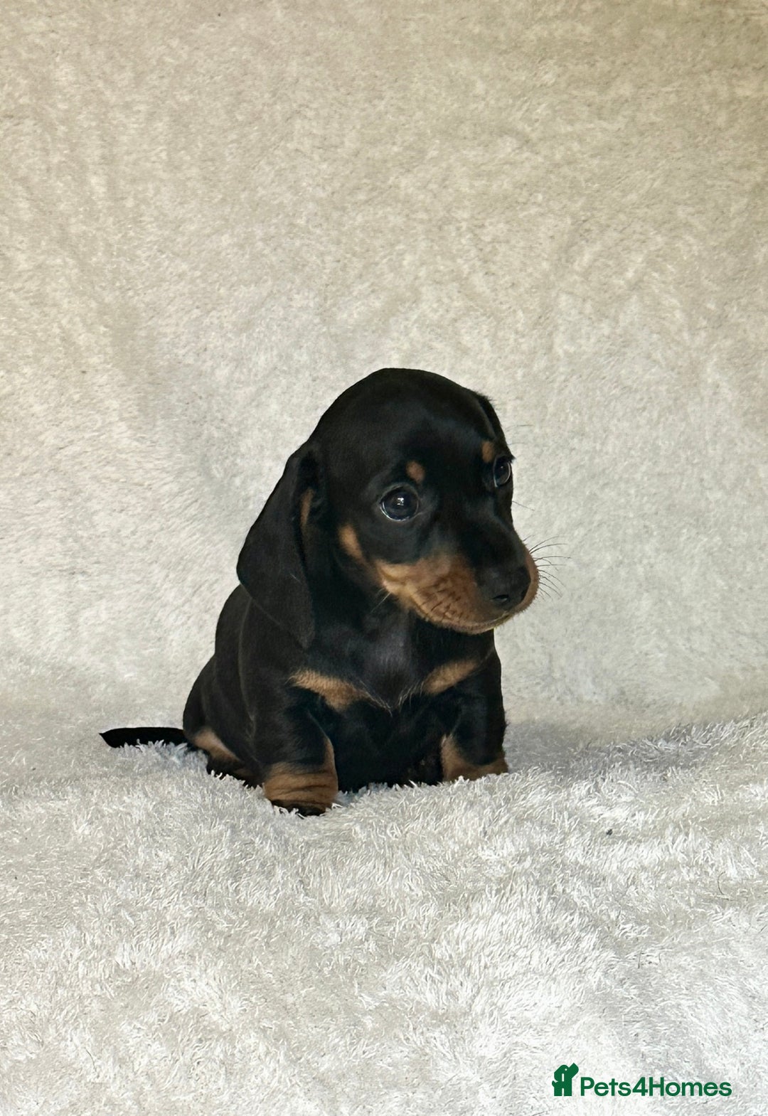 Miniature Dachshund dogs for sale: Photo's do not do this litter justice - Image 5