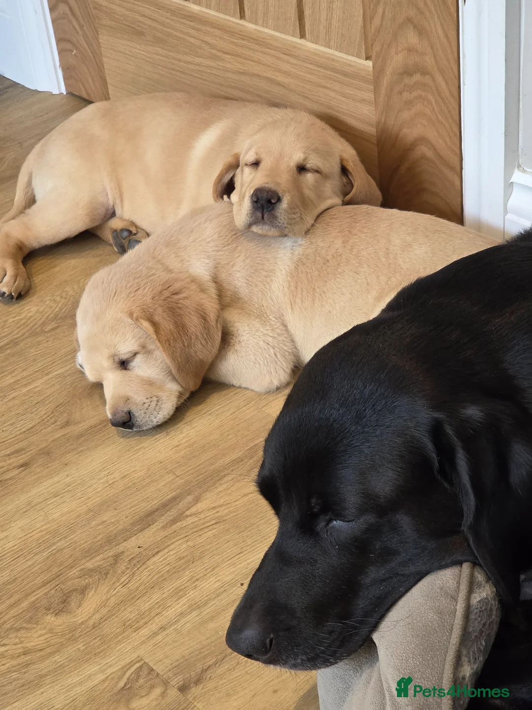 Labrador Retriever dogs for sale: Gorgeous Golden Labrador Girl, KC bloodline - Advert 2