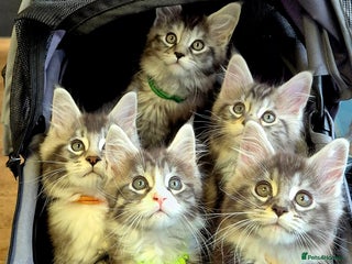 Maine Coon cats 🎀 Outstanding GCCF Pedigree Maine Coon Kittens 🎄 - Advert 5