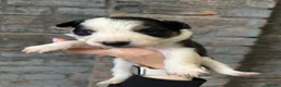 Border Collie dogs for sale:  Stunning Border Collie Puppies in Alexandria - Advert 7