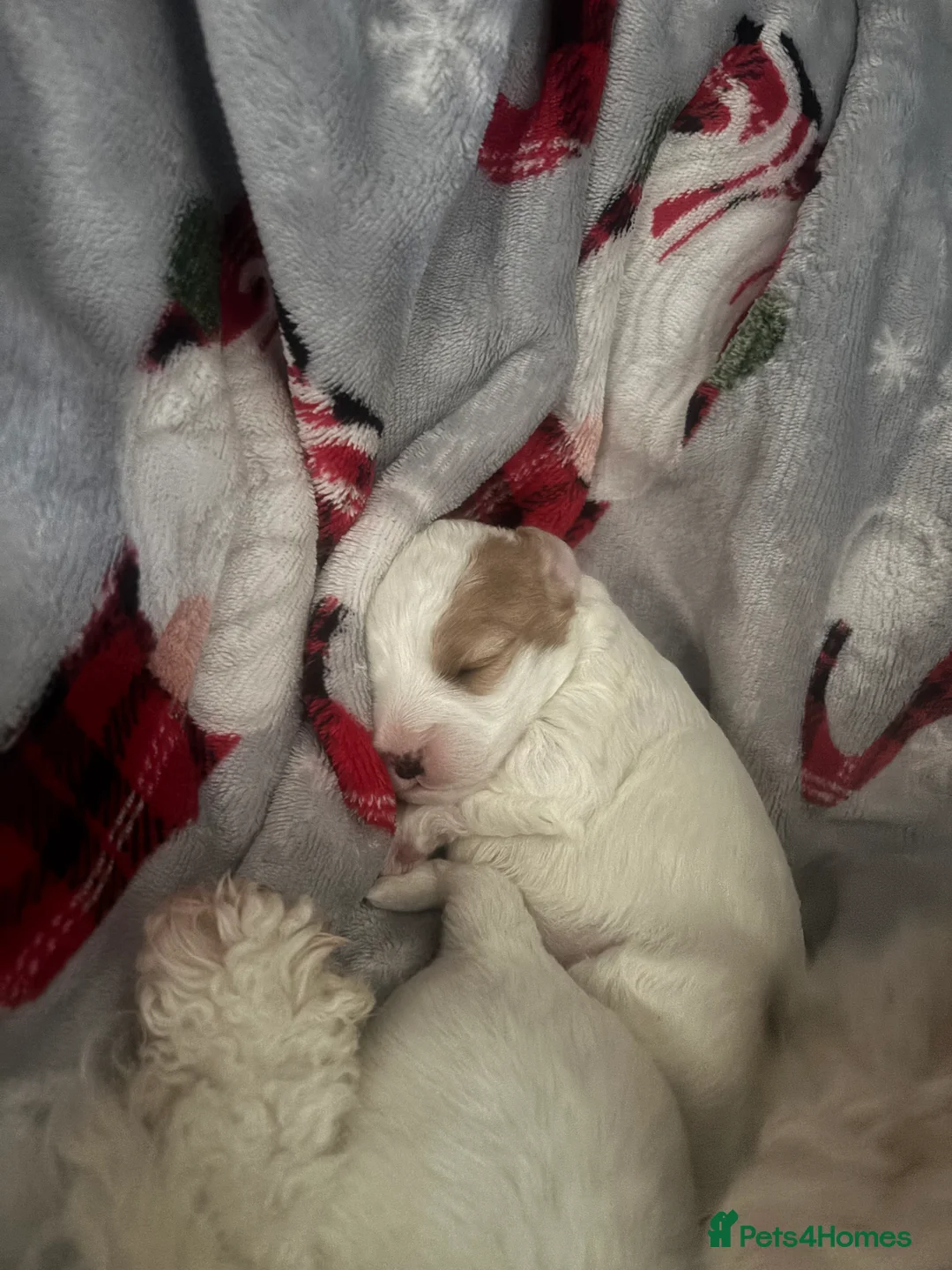 Mixed Breed dogs for sale: 2 cavapoo puppies for sale - Advert 2