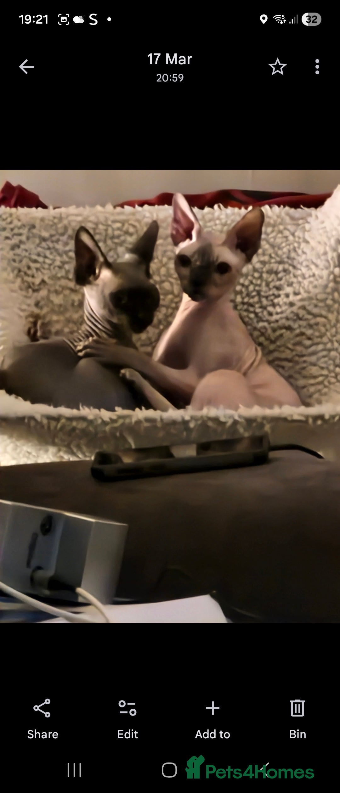 Sphynx cats for sale: 2 year old female seal point  - Advert 11