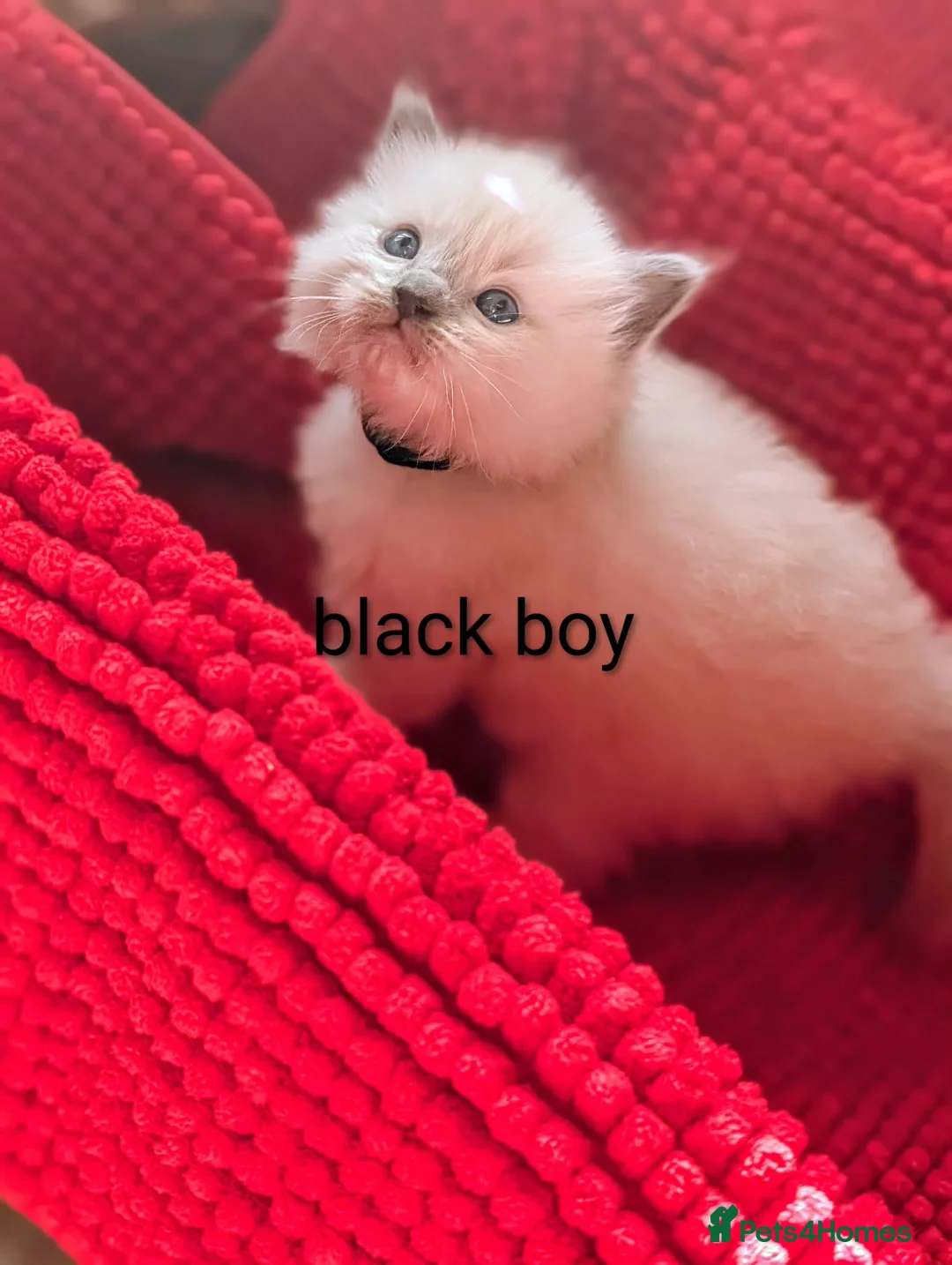 Ragdoll cats for sale: 4 beautiful Ragdoll Turkish Van kittens - Advert 26