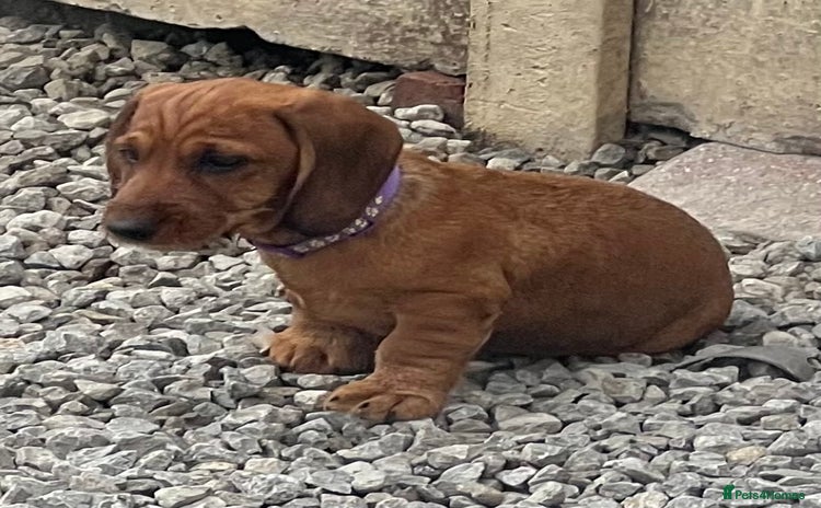 Dachshund dogs - Advert 3