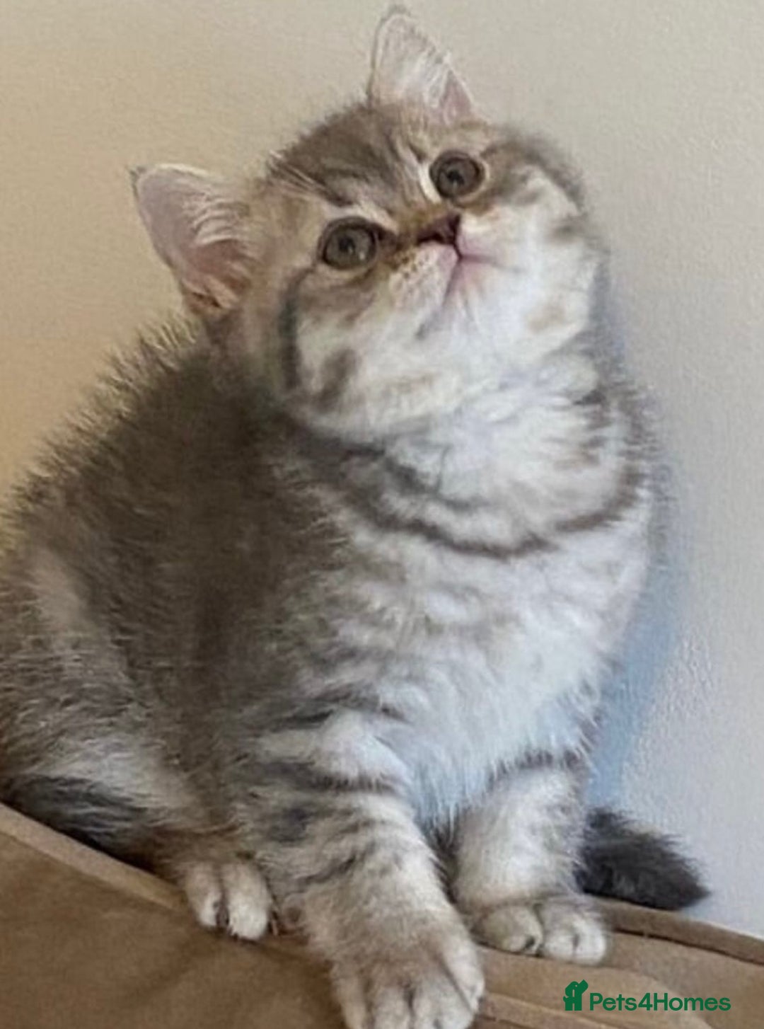 British Longhair cats for sale: British Longhair Kitten  - Image 4