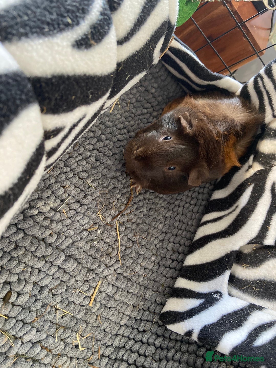 Guinea Pig rodents for sale: 2 female Guinea pigs - Image 4
