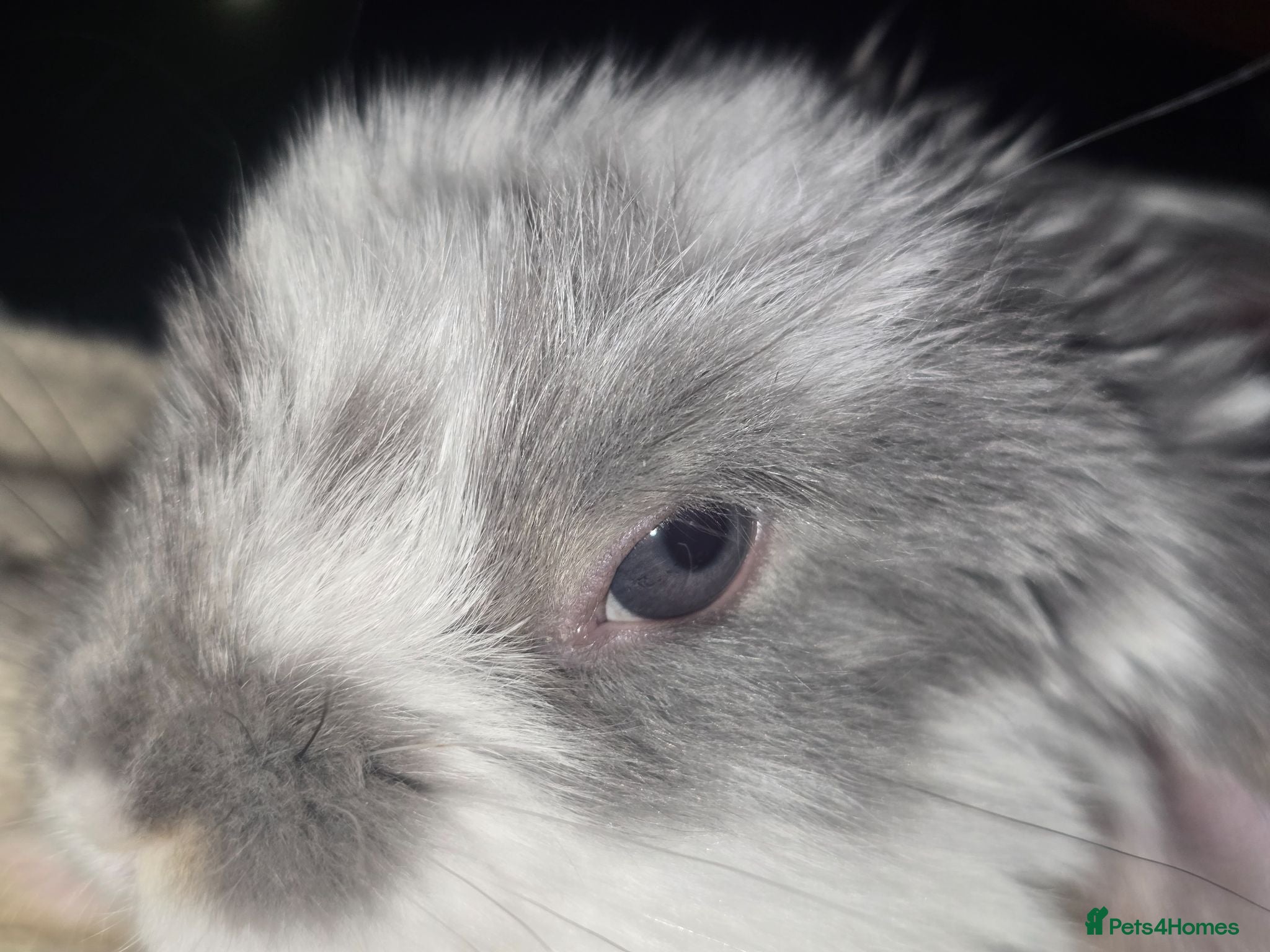 French Lop rabbits Pedigree French Lop - Advert 2