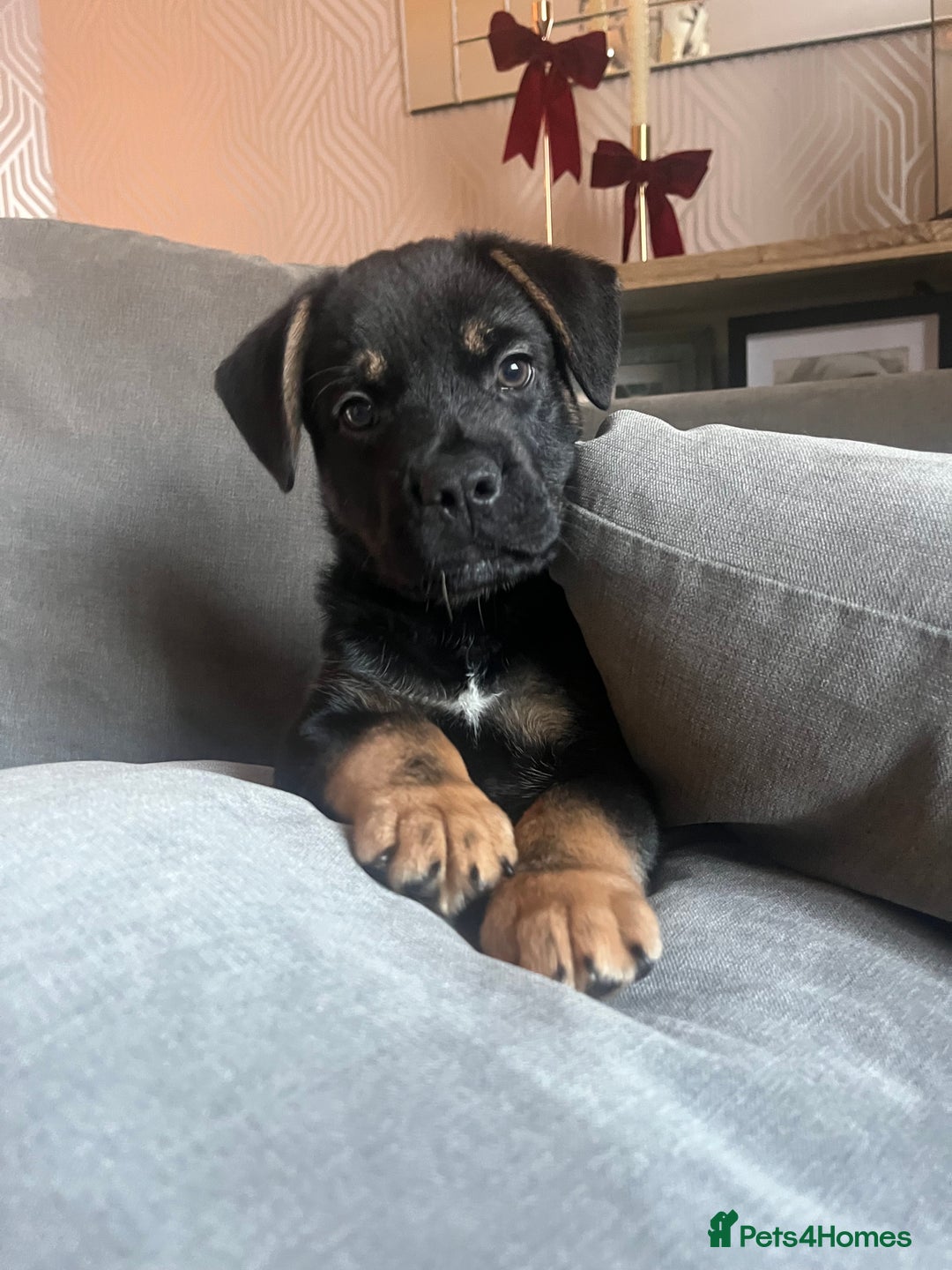 German Shepherd dogs for sale: 2 german shepherd puppies  - Advert 2