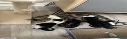 Mixed Breed cats for sale: Loving home for 2 kittens  - Advert 3