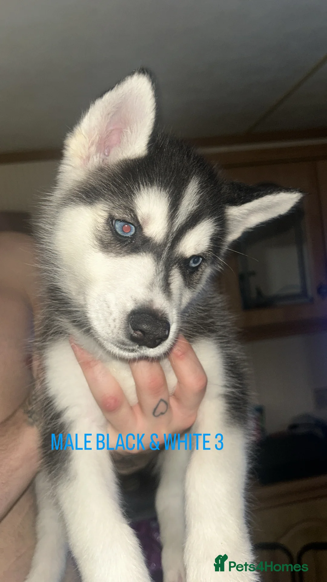 Siberian Husky dogs for sale: PURE SIBERIAN HUSKY PUPPIES  - Advert 21