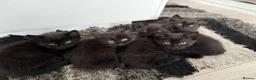 Mixed Breed cats for sale: BEAUTIFUL FLUFFY KITTENS *mixed breed*  - Advert 2