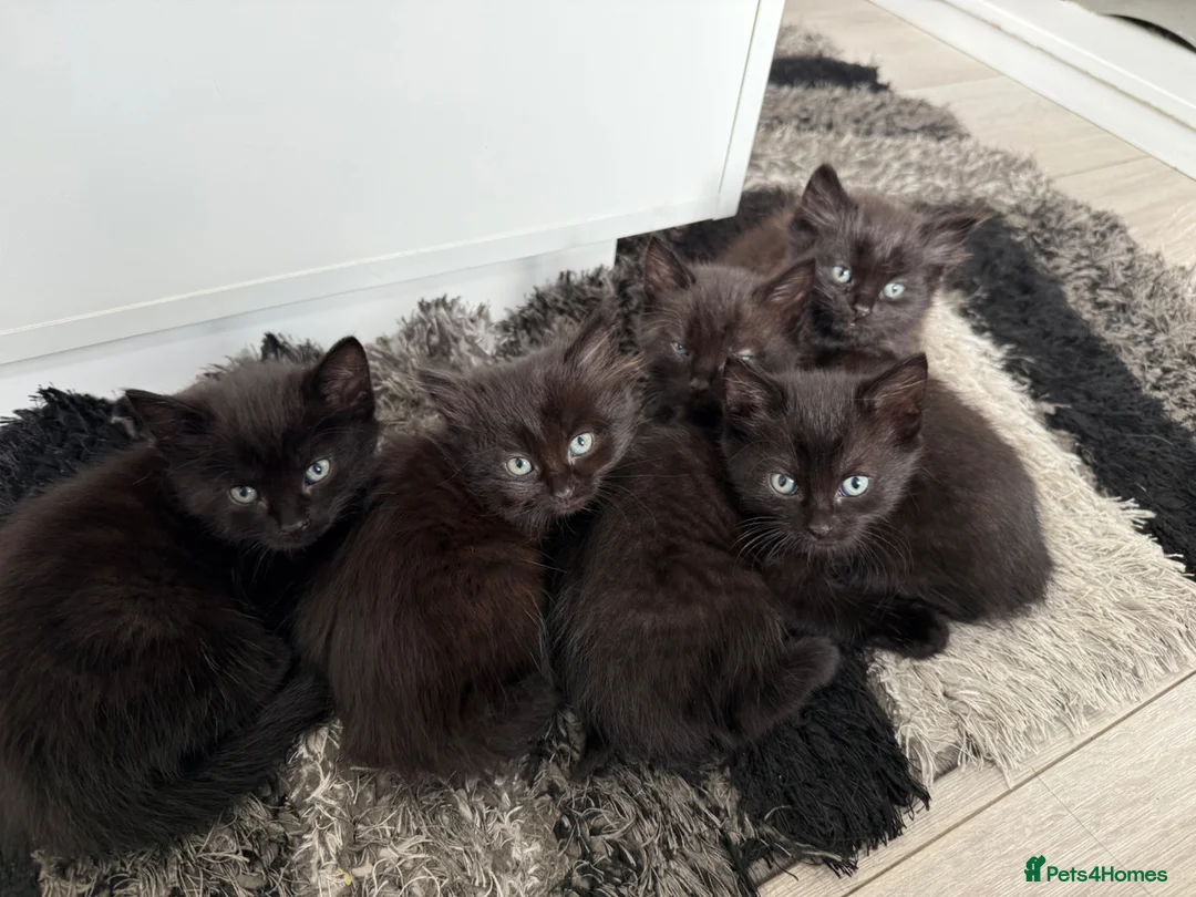 Mixed Breed cats for sale: BEAUTIFUL FLUFFY KITTENS *mixed breed*  - Advert 2