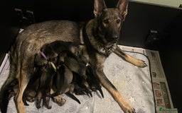 German Shepherd dogs for sale: Chunky GSD puppies from health tested parents  - Image 3