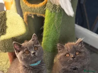 British Shorthair cats Gorgeous British shorthair kittens,Registered🏆🏆 - Advert 5