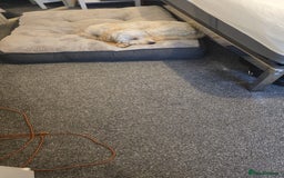 Mixed Breed dogs for sale: Well behaved 18 month old cockerpoo for rehoming  - Advert 2