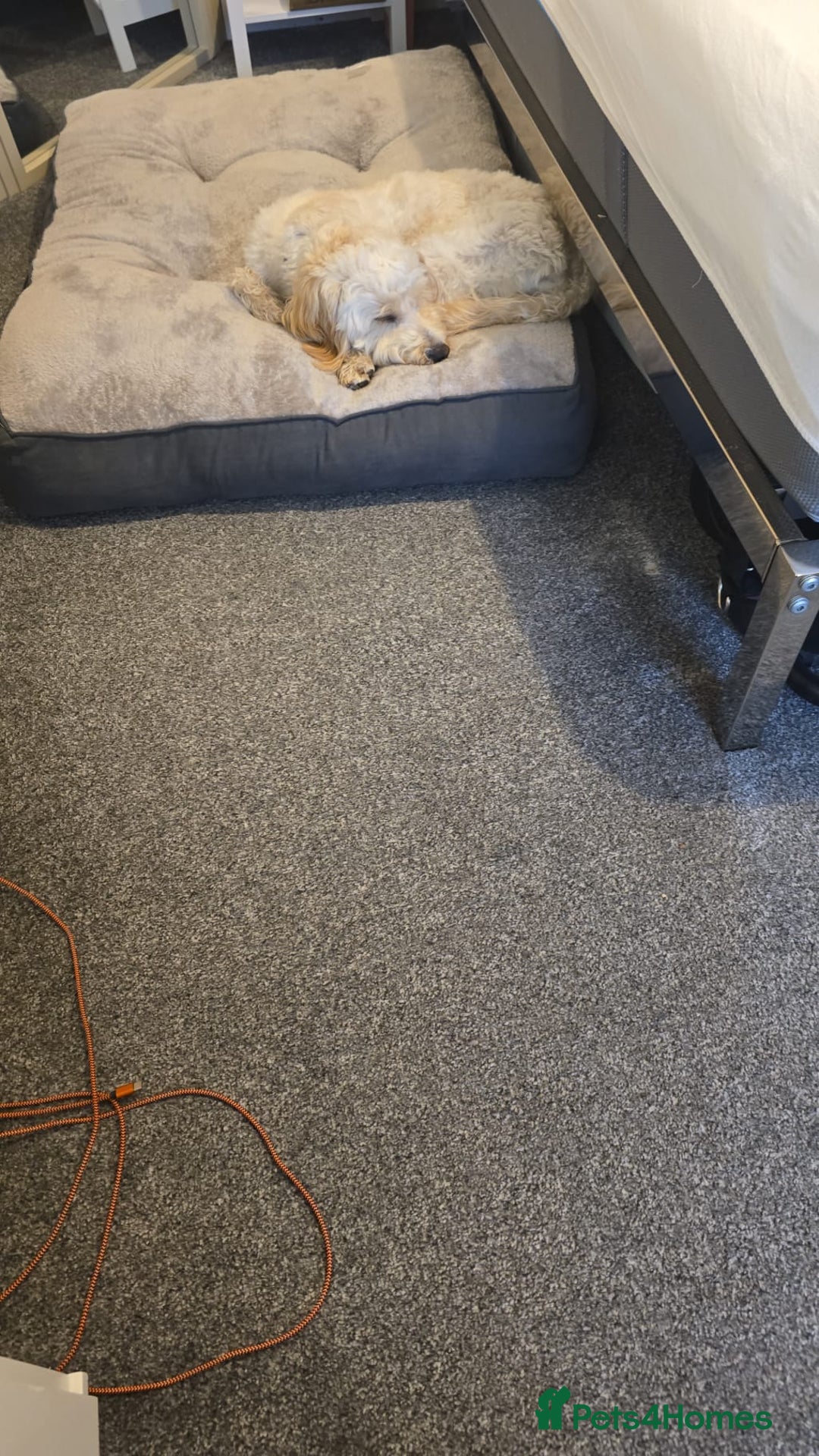 Mixed Breed dogs for sale: Well behaved 18 month old cockerpoo for rehoming  - Advert 2