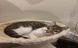 Domestic Shorthair cats for sale: Ash and Goose - Image 16