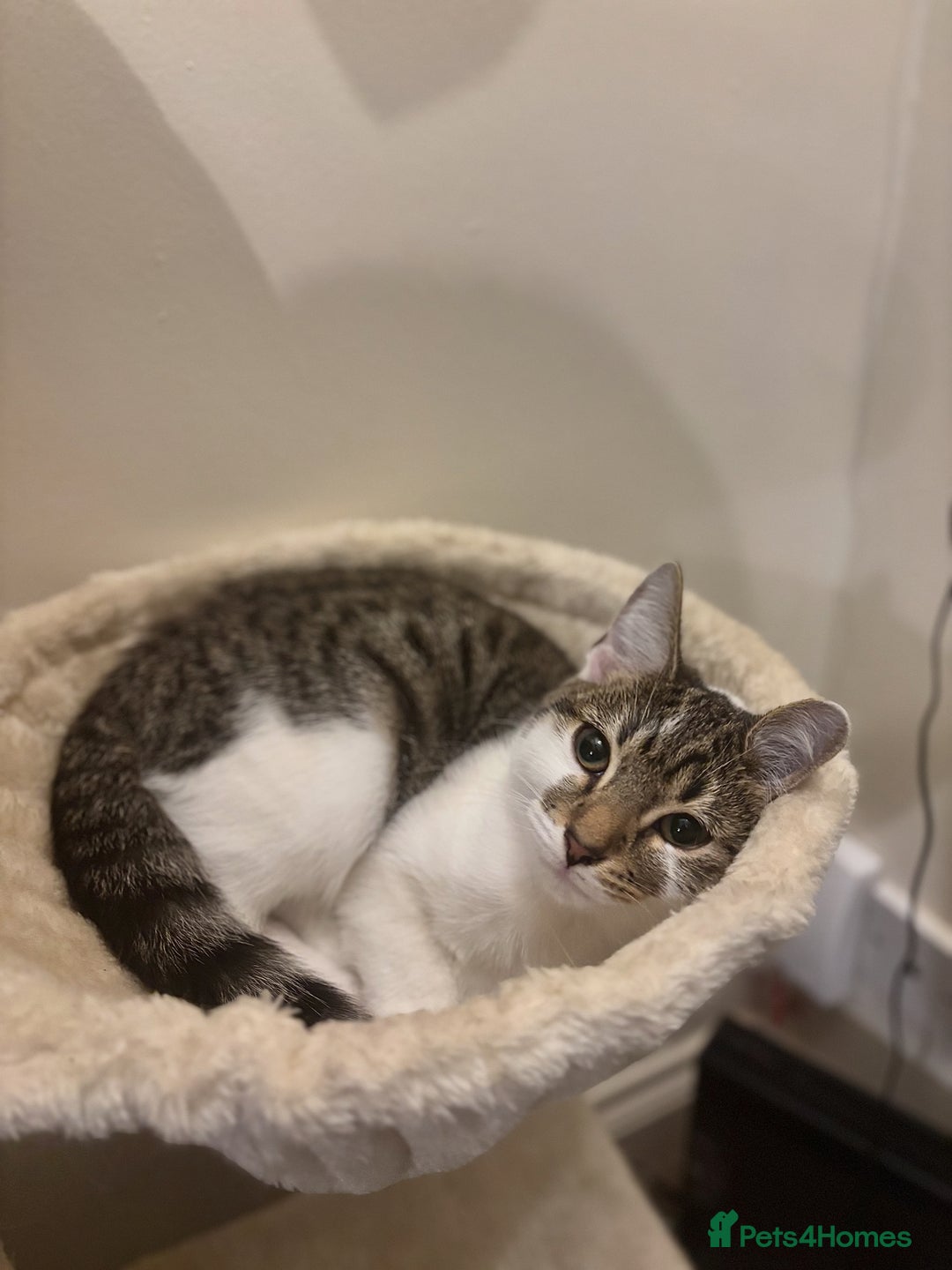 Domestic Shorthair cats for sale: Ash and Goose - Image 16