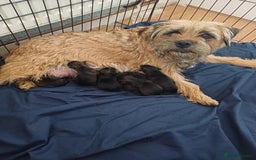 Border Terrier dogs for sale: Slem clear stunning boarder terrier puppies  - Image 1