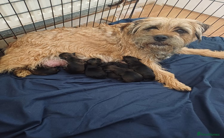 Border Terrier dogs - Advert 4