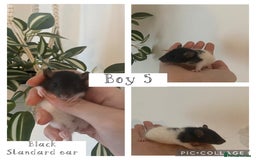 Rat rodents for sale: Baby rats - Image 9