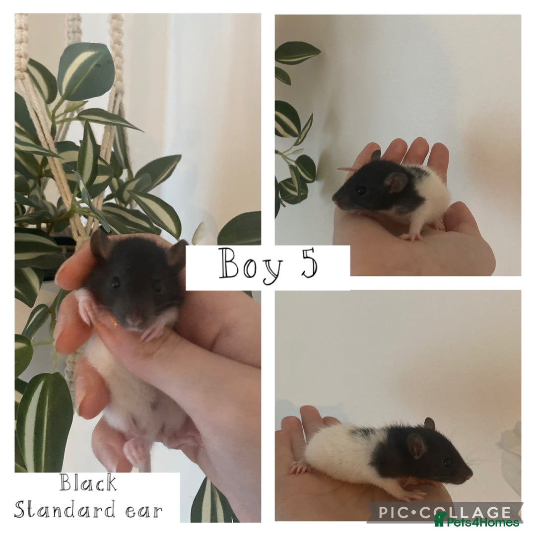 Rat rodents for sale: Baby rats - Image 9