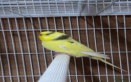 Budgerigars birds for sale: Pair of budgies  - Image 3